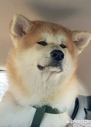 Акита приглашаем на вязку