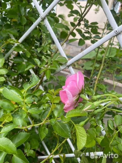 Роза плетистая