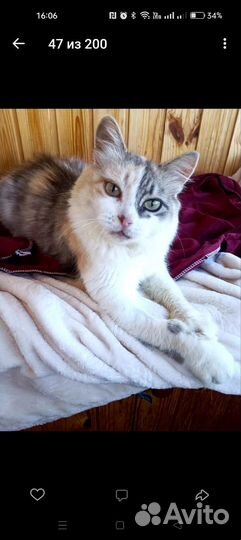 Кошка в дар