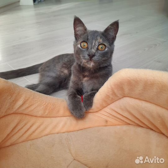 Котенок Моня в добрые руки