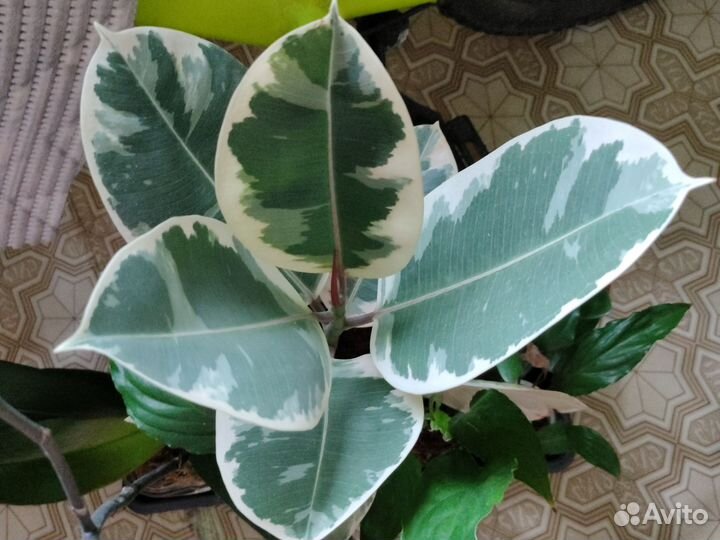 Фикус Анастасия, эластика,тинеке, Бенджамина