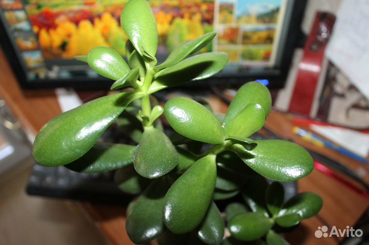 Комнатные растения Денежное дерево(толстянка)