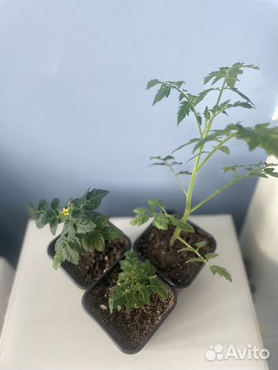 Рассада помидор (томатов)