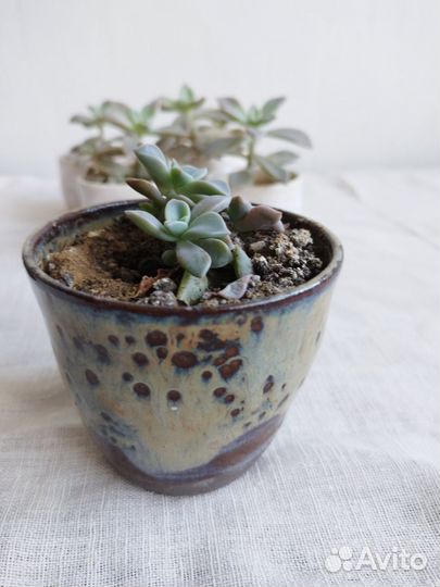 Суккуленты