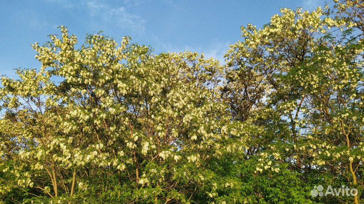 Мёд белая акация, гречка