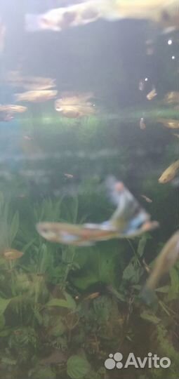 Аквариумные рыбки гуппи