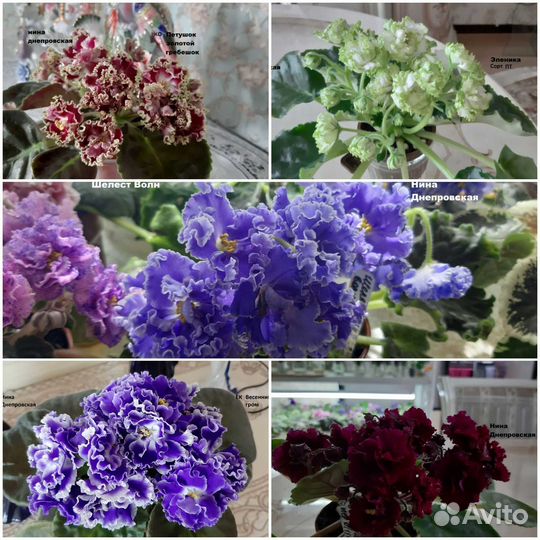 Продажа деток фиалок