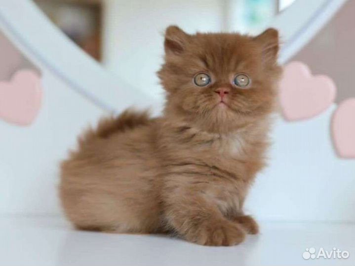 Британский шоколадный котенок