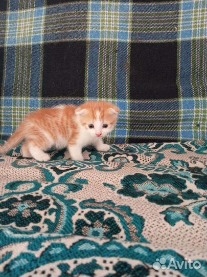 Продаю котят вислоухие