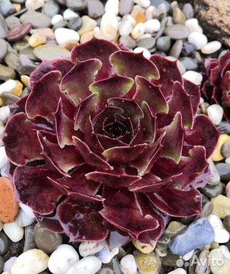 Уличные суккуленты