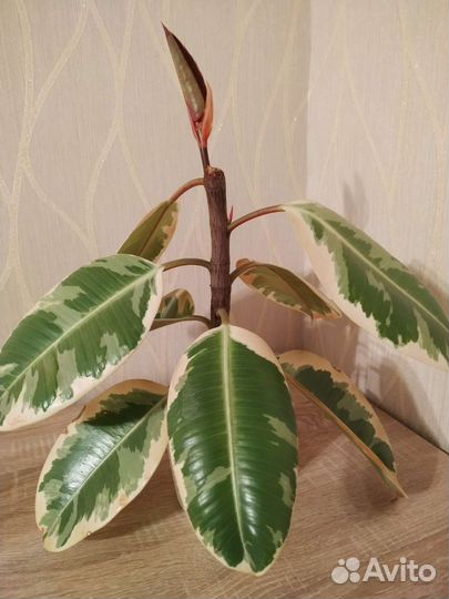 Фикус Тинеке