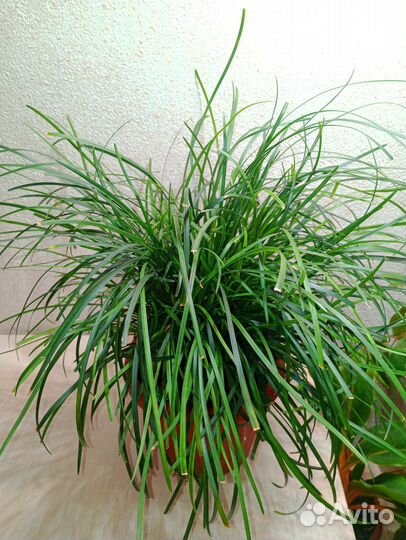 Офиопогон японский (домашний)