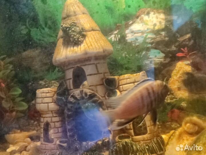 Рыбки цихлида