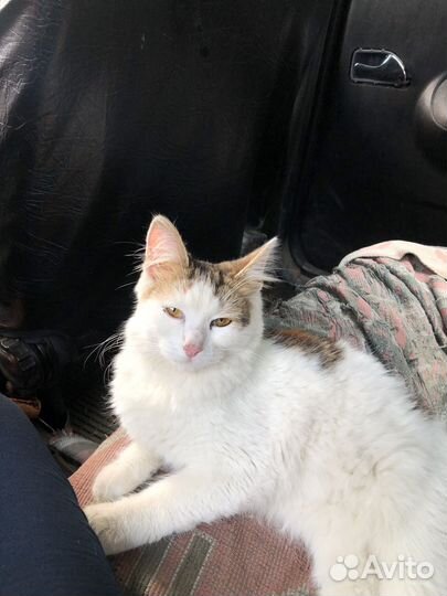 Котёнок в дар