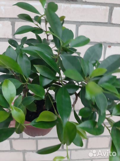 Фикус (микрокарпа) Гинсенг