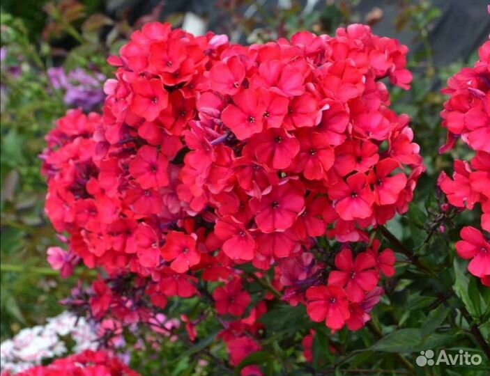 Флоксы. Пионы. Ясколка. Многолетники. Каменоломка