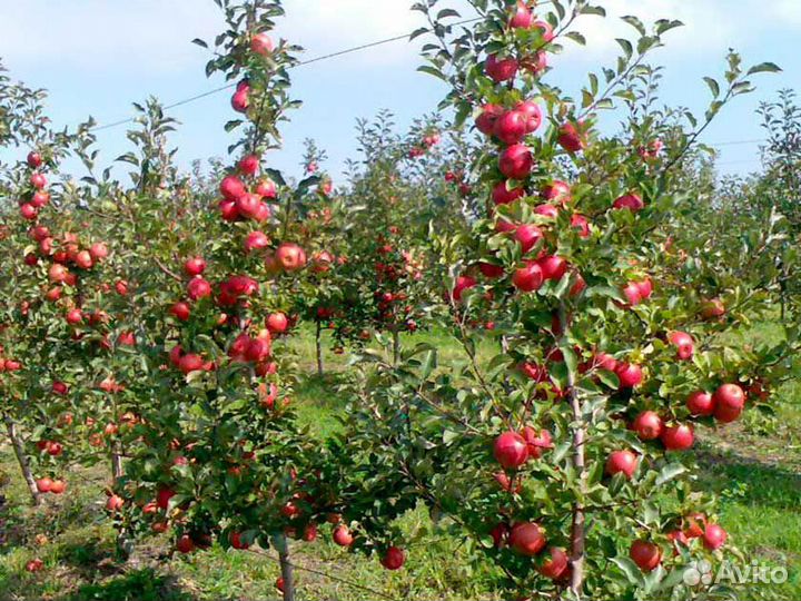 Яблоня Орлик (3 года)