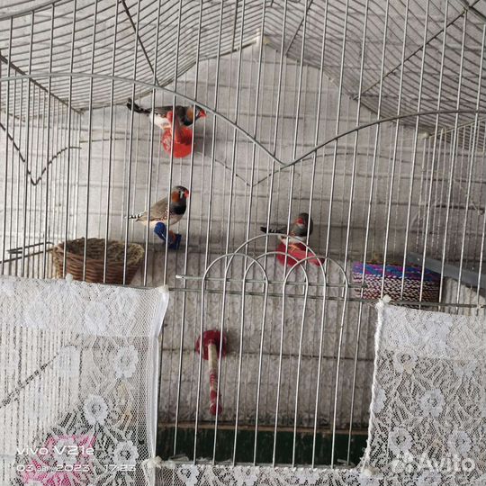 Зебровые амадины