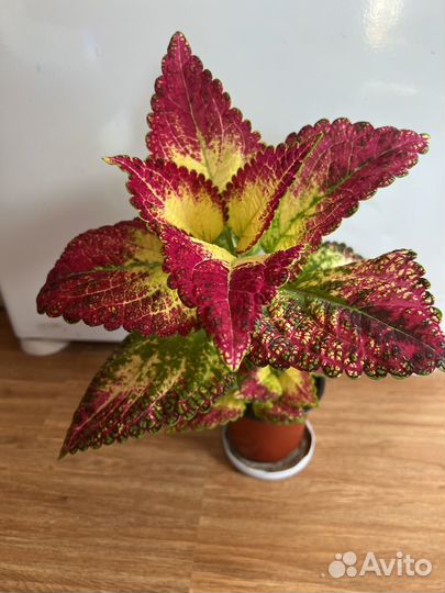 Колеус аватар