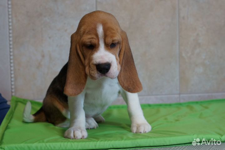 Щенки бигля