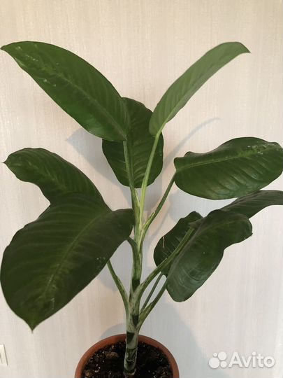 Диффенбахия