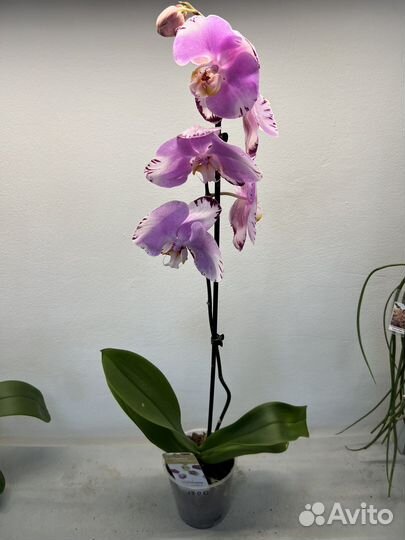 Орхидея фаленопсис Art Nouveau