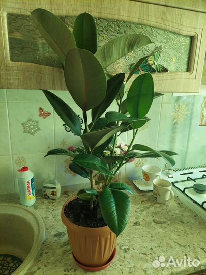 Фикус 3 ствола