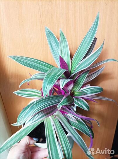 Традесканция