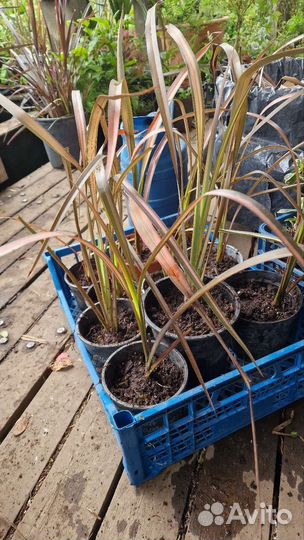 Лен,формиум,дианелла вариегата