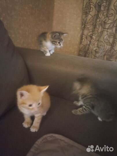 Кошки в добрые руки