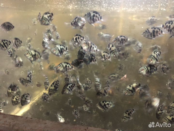 Рыбка сапфировый попугай