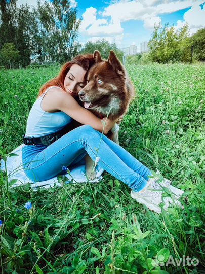 Выгульщик собак/ Передержка собак и кошек