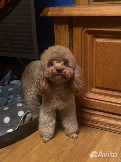 Той-пудель девочка