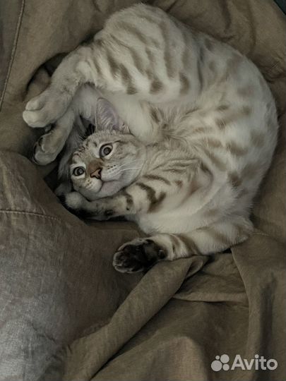 Бенгальский кот