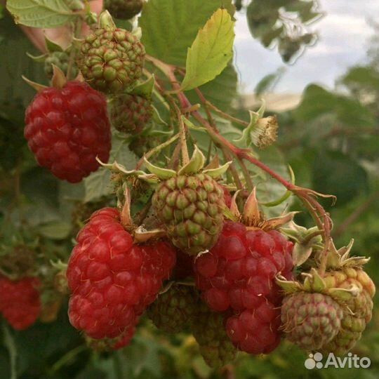 Саженцы малины