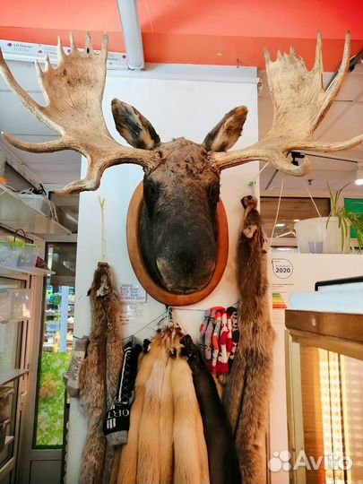 Голова лося