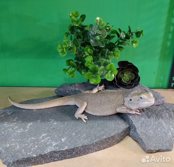 Бородатая агама Зеро