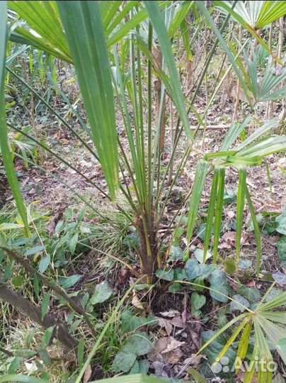 Пальма трахикарпус