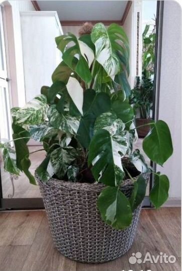 Монстера вариегатная Альба