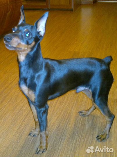 Вязка цвергпинчер