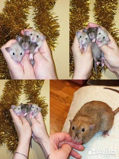 Крысята дамбо крыса редкого окраса
