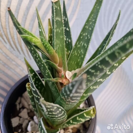 Алое сортовое