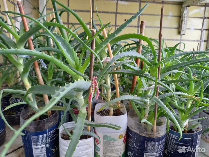 Алоэ древовидное лечебный