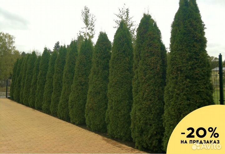 Туи крупномеры 7 м