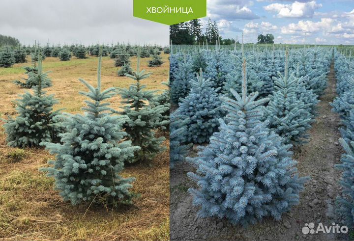 Ель голубая с доставкой
