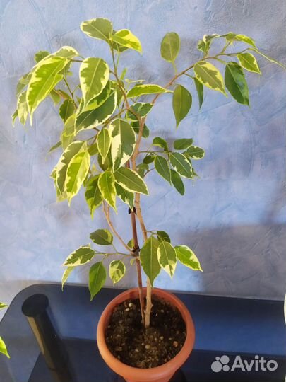 Фикус бенджамина