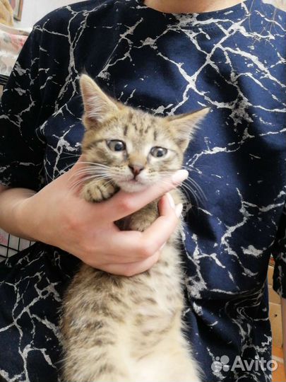 Бездомный котенок мальчик