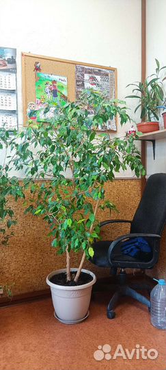 Фикус Бенджамина 120см и 160см