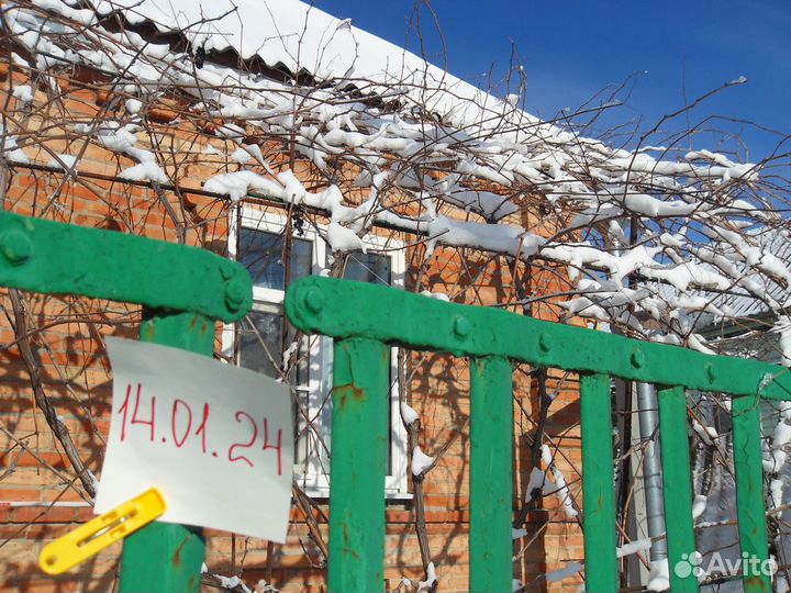 Саженцы винный виноград Маркет