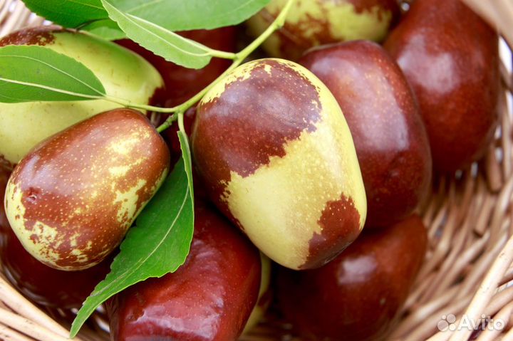 Зизифус (Унаби) Китайский Финик